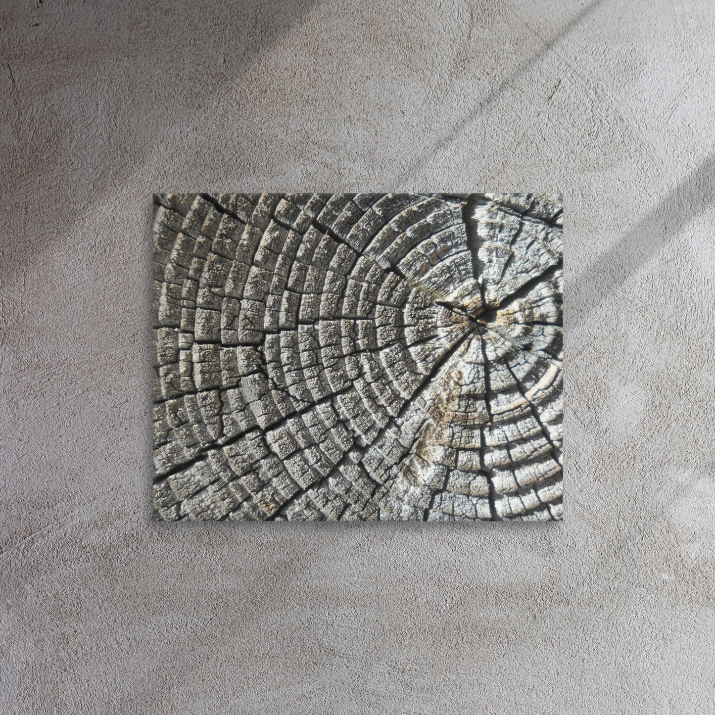 Baum Lebensringe auf Leinwand/ tree life rings canvas