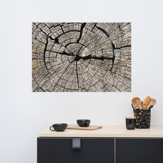 Baum Lebensringe brüchig auf mattem Poster/ tree life rings brittle on matte poster